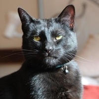 Crédits : PetRescue