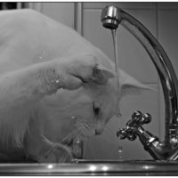 CC0 Public Domain via Pixabay