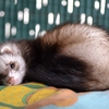 Furet animal