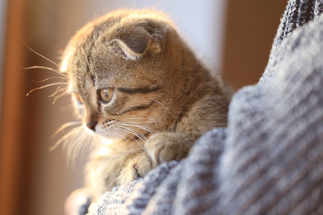 L'otite chez le chat : symptômes et traitements